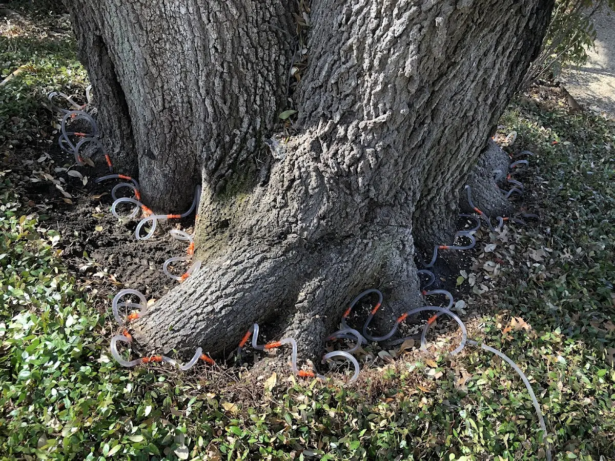 Detailed Tree Cabling and Bracing job site in Milford Square