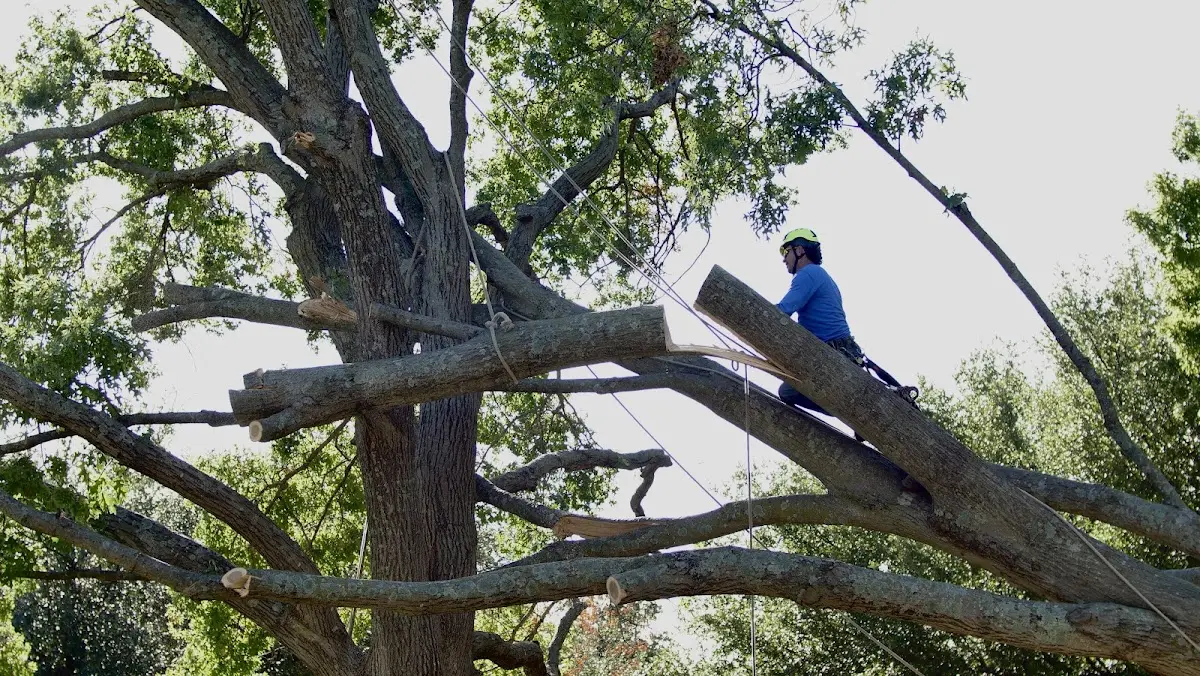Professional Crown Thinning performed by certified arborists in Milford Square